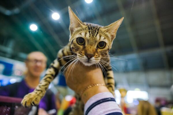 Бенгальская кошка - Sputnik Абхазия