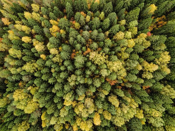 Осенний лес в  Пермском крае - Sputnik Абхазия