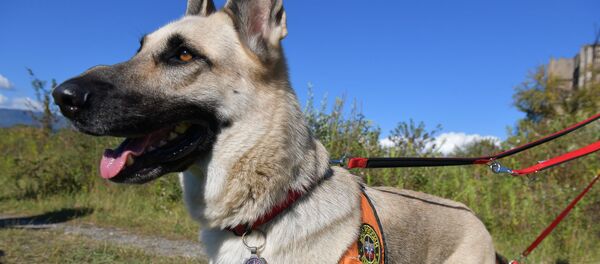 Учение кинологов из Абхазии и России на Спортбазе в селе нижняя Эшера - Sputnik Абхазия