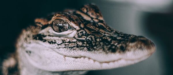 Детеныш крокодила Детеныш крокодила - Sputnik Абхазия