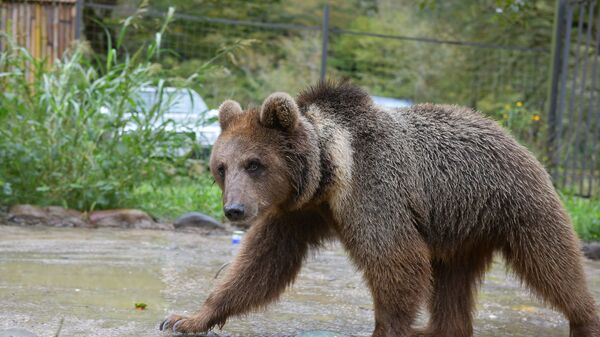 Контактный зверинец в поселке Бзыбь Гагрского района  - Sputnik Аҧсны