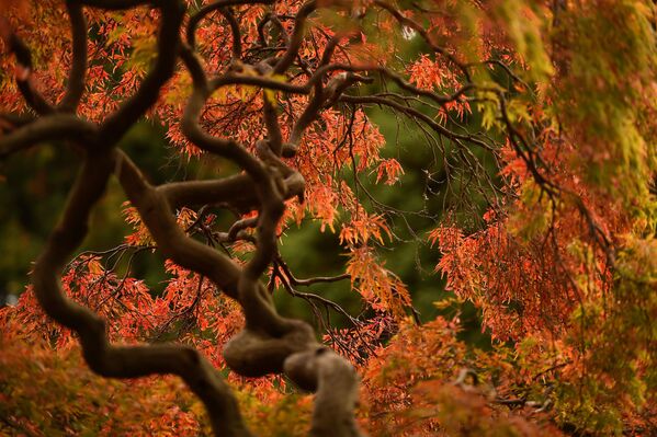 Деревья в ботаническим саду Дублина, Ирландия - Sputnik Абхазия