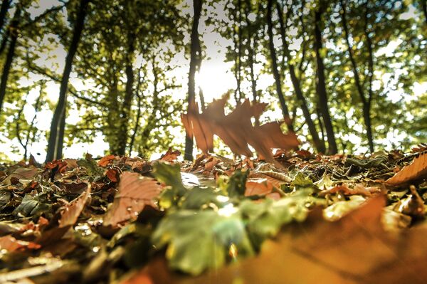 Опавшие листья в лесу в Годеваевельде, Франция - Sputnik Абхазия