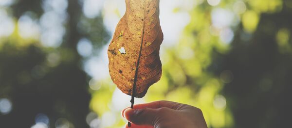 Осень - Sputnik Абхазия