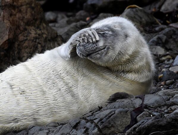 Атлантический тюлень лежит на скалах Пембрукшира, Уэльс - Sputnik Абхазия