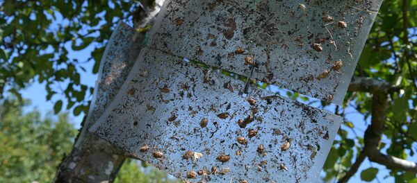 Ловушка для мраморного клопа Ловушка для мраморного клопа - Sputnik Абхазия