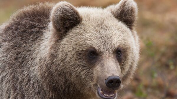 Бурый медведь - Sputnik Абхазия