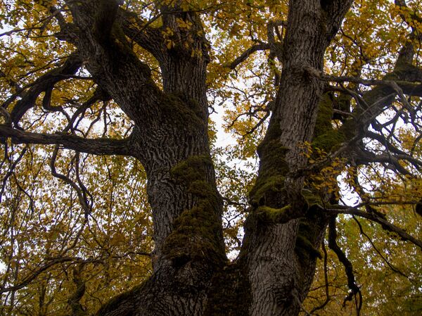 Джерское ущелье Джерское ущелье - Sputnik Аҧсны