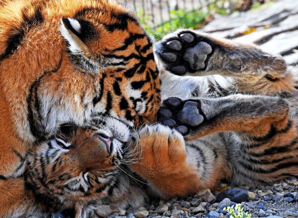 Молодая тигрица по кличке Алекса и амурский тигренок по кличке Тайган, привезенный из крымского парка Тайган, в вольере на территории зоопарка Садгород во Владивостоке - Sputnik Абхазия