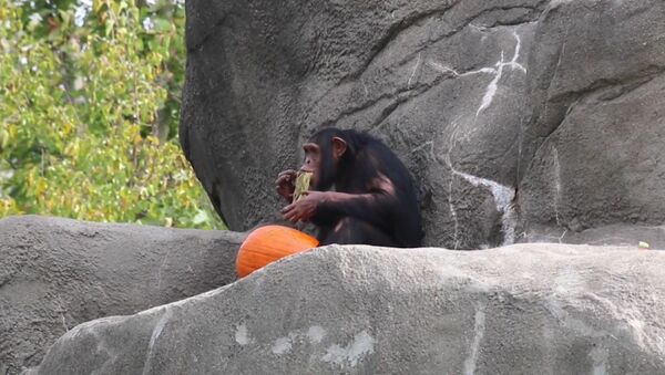 Хеллоуин животных – массовое поедание тыквы в Детройтском зоопарке - Sputnik Абхазия