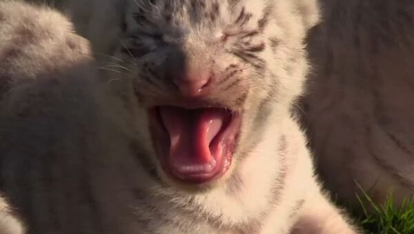 Редкие белые тигрята родились в Крыму - Sputnik Абхазия