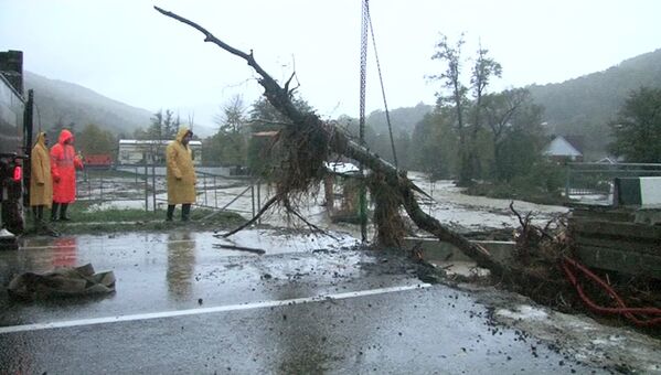 Десятки деревьев повалены порывами ветра в Адлерском и Хостинском районах. - Sputnik Абхазия