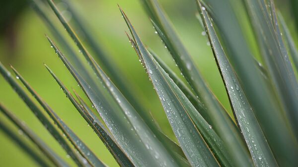 Дождь - Sputnik Абхазия