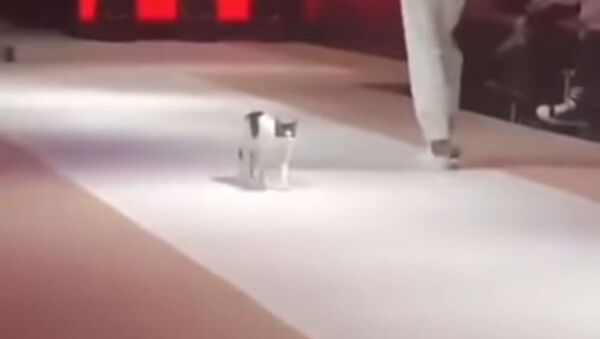 В Стамбуле кошка забралась на подиум во время модного показа Esmod International Fashion Show - Sputnik Абхазия