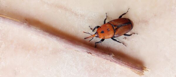 Пальмовый долгоносик Пальмовый долгоносик - Sputnik Абхазия