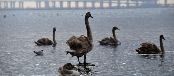Крымский мост Крымский мост - Sputnik Абхазия
