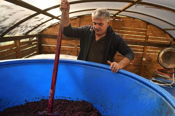 Сбор винограда - Sputnik Абхазия