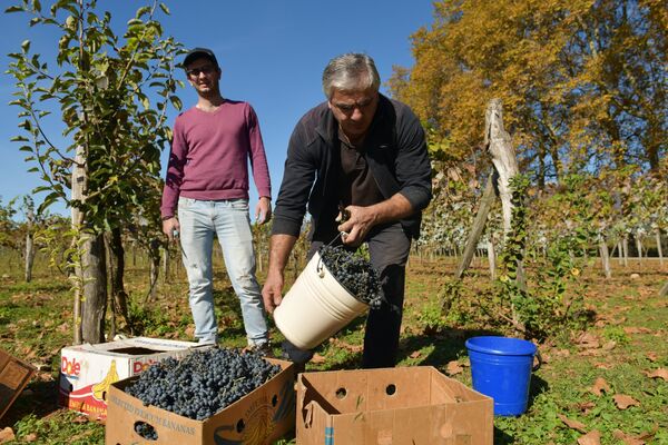 Сбор винограда в Абхазии - Sputnik Абхазия