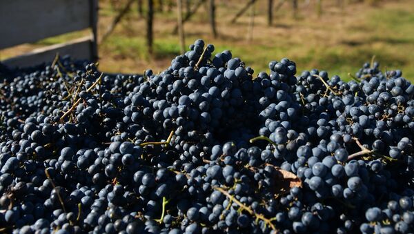 Сбор винограда в Абхазии - Sputnik Абхазия