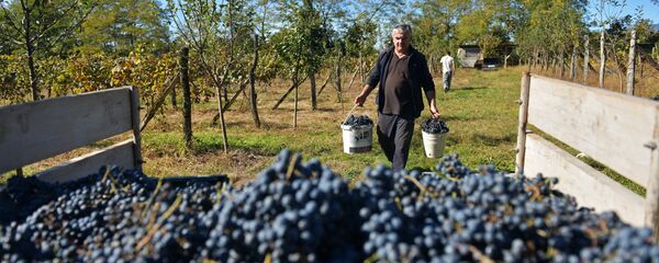 Сбор винограда в Абхазии Сбор винограда в Абхазии - Sputnik Абхазия