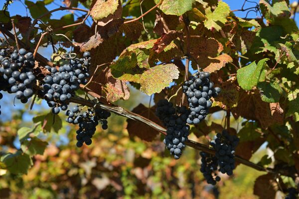 Сбор винограда в Абхазии - Sputnik Абхазия