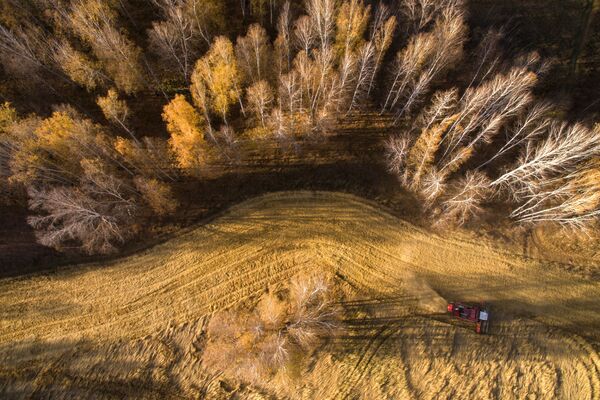 Уборка урожая яровой пшеницы в Новосибирской области - Sputnik Абхазия