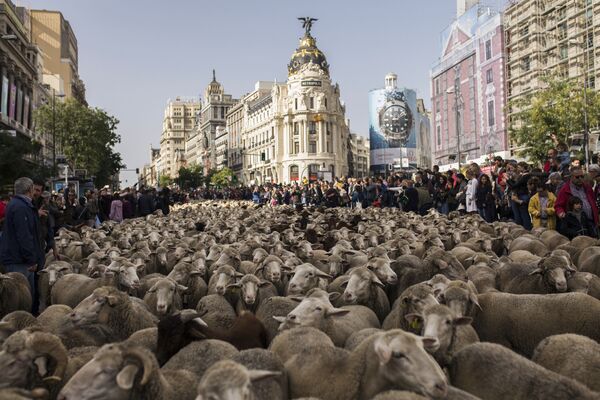 Полторы тысячи овец прогнали по улицам через центр испанской столицы - Sputnik Абхазия