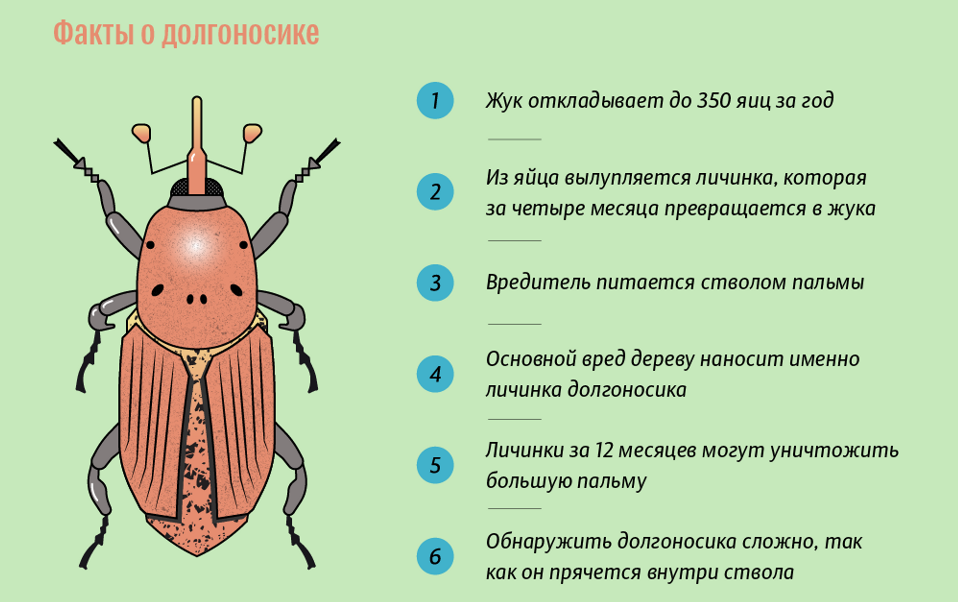 Как вывести святильщика. Долгоносик строение. Жук пальмовый долгоносик. Внешнее строение долгоносика. Внешнее строение пальмового долгоносика.