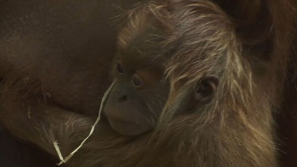 В зоопарке Франкфурта родился малыш орангутана - Sputnik Абхазия