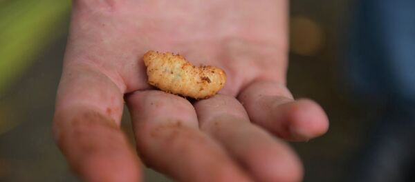 Борьба с пальмовым долгоносиком Борьба с пальмовым долгоносиком - Sputnik Абхазия