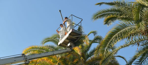 Борьба с пальмовым долгоносиком Борьба с пальмовым долгоносиком - Sputnik Абхазия