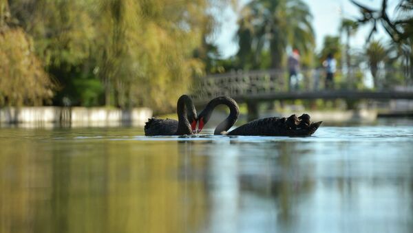 Осень в Абхазии - Sputnik Абхазия