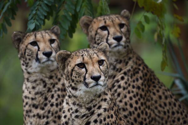 Гепарды в зоопарке Боваль в Сент-Эньяне, Франция - Sputnik Абхазия