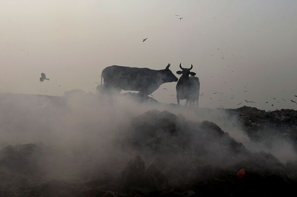 Индийские коровы пасутся на мусорной свалке в Нью-Дели - Sputnik Абхазия