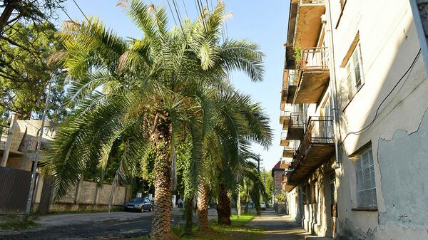 Финиковые пальмы, задевающие электрические провода,  у жилых домов по улице Сахарова в Сухуме - Sputnik Абхазия
