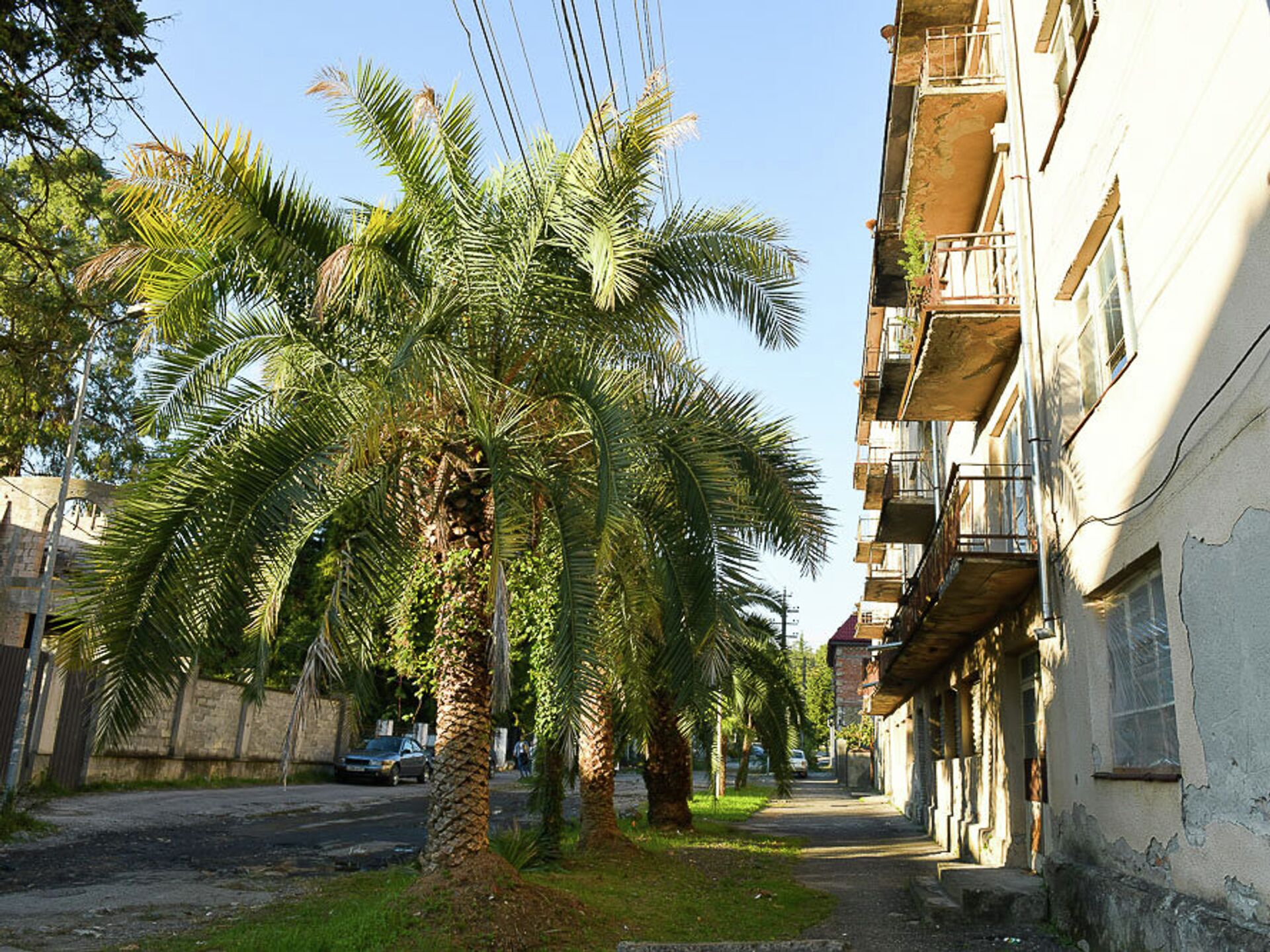 Погода в сухуми в апреле. Финиковая Пальма в Абхазии. Абхазия пальмы Сухум. Пальмы в Сухуми. Аллея пальм в Сухуми.