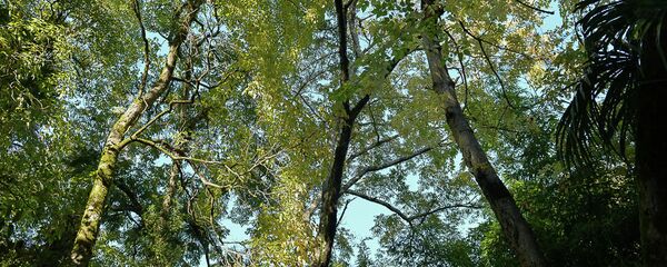 Крона деревьев - Sputnik Абхазия