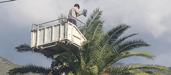 Гагра апальмақәа рыхәшәтәра актәи ахәҭа хырқәшоуп - Sputnik Аҧсны