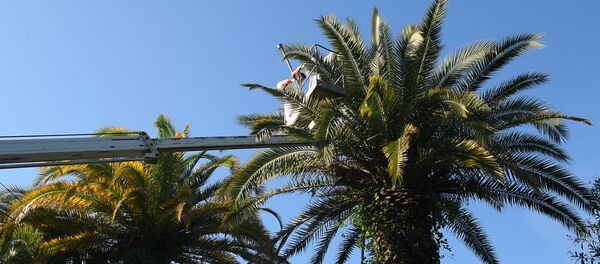 Лечат, рубят и сжигают: как в Абхазии борются с пальмовым долгоносиком Лечат, рубят и сжигают: как в Абхазии борются с пальмовым долгоносиком - Sputnik Абхазия