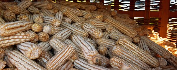 Уборка урожая кукурузы в Абхазии Уборка урожая кукурузы в Абхазии - Sputnik Абхазия