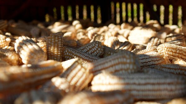 Уборка урожая кукурузы в Абхазии - Sputnik Аҧсны