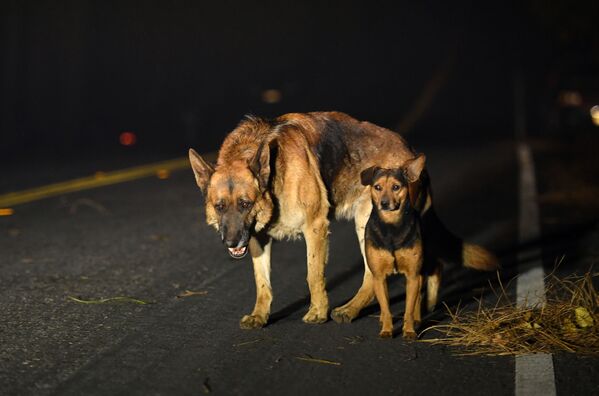 Собаки на дороге во время лесных пожаров в окрестностях калифорнийского города Парадайс - Sputnik Абхазия