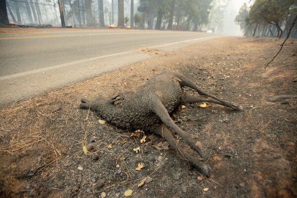 Мертвое животное лежит на обочине дороги в американском городе Парадайс, Калифорния, который был полностью уничтожен лесными пожарами - Sputnik Абхазия
