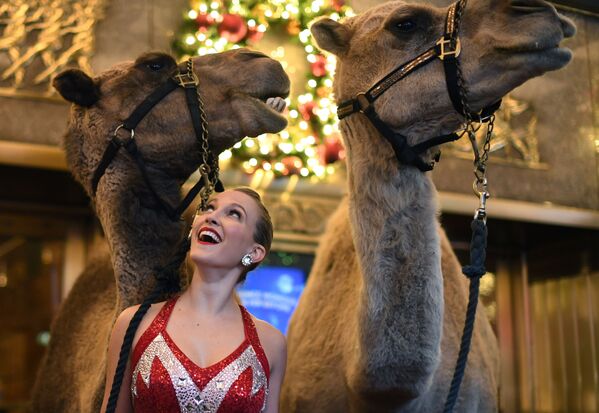 Участница танцевального коллектива Radio City Rockette с верблюдами перед началом рождественского шоу - Sputnik Абхазия