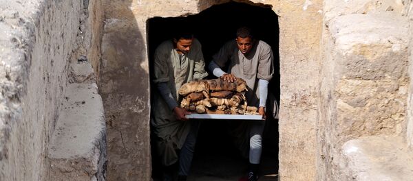 Работники выносят мумифицированных животных, обнаруженные в Саккаре, Египет 10 ноября 2018 - Sputnik Абхазия