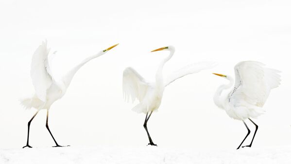 Снимок Meeting point фотографа Bence Maté, победивший в категории Birds конкурса Nature Photographer of The Year 2018 - Sputnik Абхазия