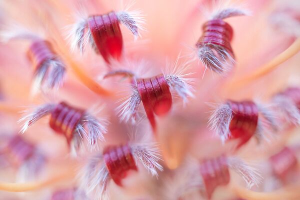 Снимок Protea фотографа Bart-Siebelink, победивший в категории Plants and Fungi конкурса Nature Photographer of The Year 2018 - Sputnik Абхазия