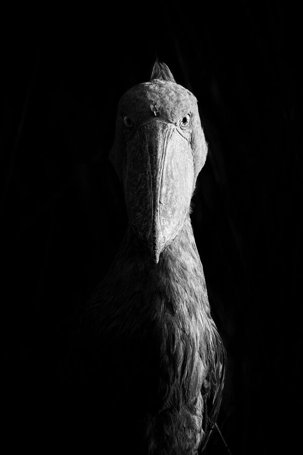 Снимок Sidelit Shoebill фотографа Dvir Barkay, победивший в категории Black and White конкурса Nature Photographer of The Year 2018 - Sputnik Абхазия