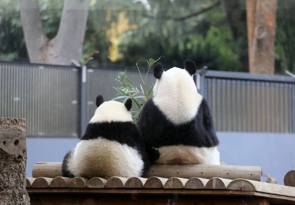 Мама-панда с дочкой в зоопарке Токио - Sputnik Абхазия