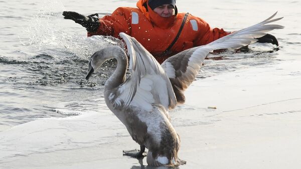 Пять лебедей спасли от гибели в Челябинской области - Sputnik Абхазия